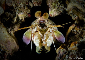 Mantis Shrimp photographed in Anilao, Philippines by Norm Vexler 